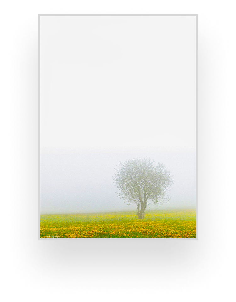 Partenvorlage mit Löwenzahnwiese.